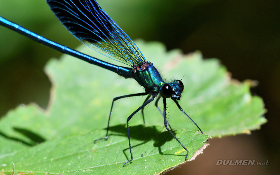 01 Banded demoiselle (male, Calopteryx splendens)